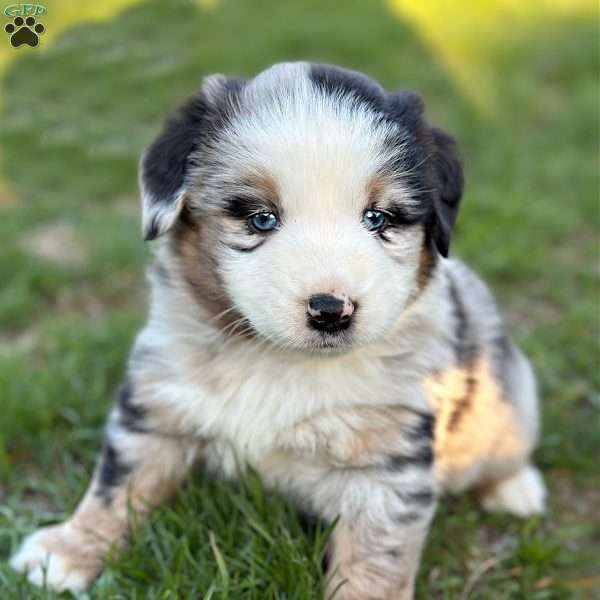Vice, Miniature Australian Shepherd Puppy